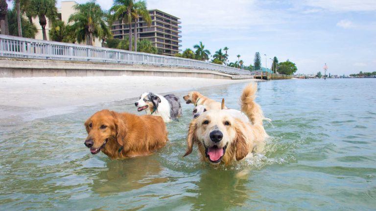 Fishermen Rescued 38 Dogs Treading Water In Lake