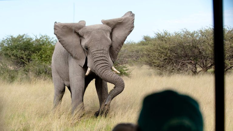 Second U.S. Tourist Killed In Elephant Attack In Zambia