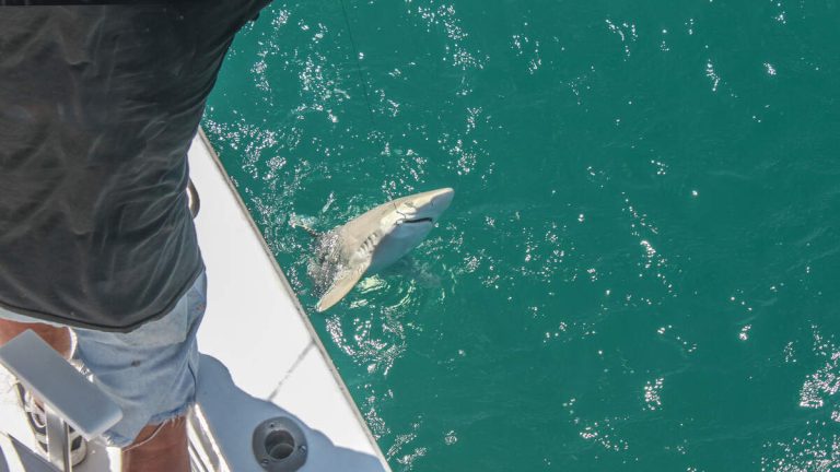 Shark Attacks Fisherman Who Reeled It In, Leaving Him In Critical Condition