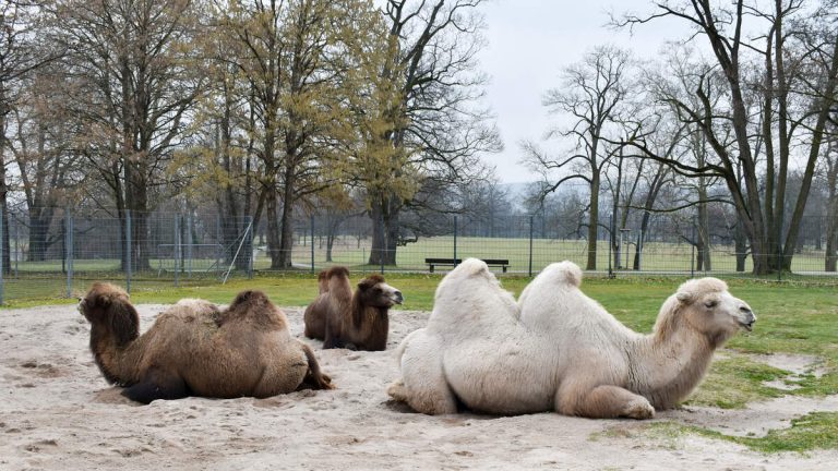 WATCH: Two Camels Run Through Amusement Park After Escaping Petting Zoo