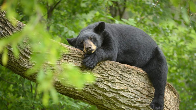 Bear in Chatsworth Caught After Hiding in Tree