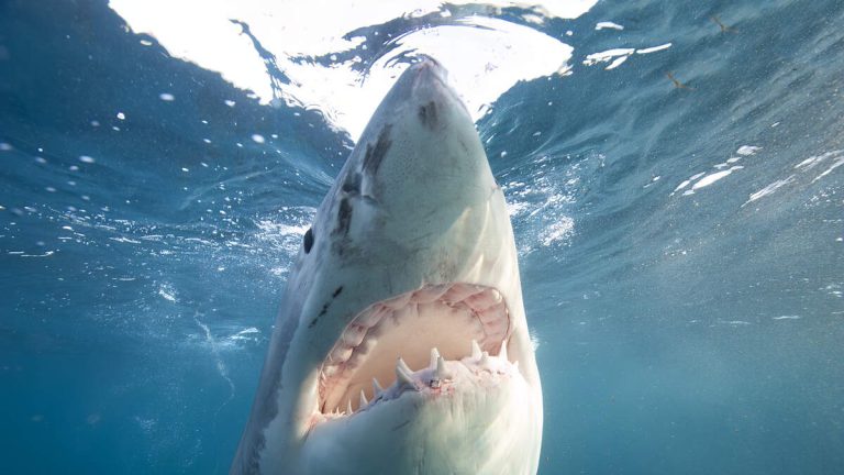 Florida Teen Bitten By Shark During Lifeguard Training Camp