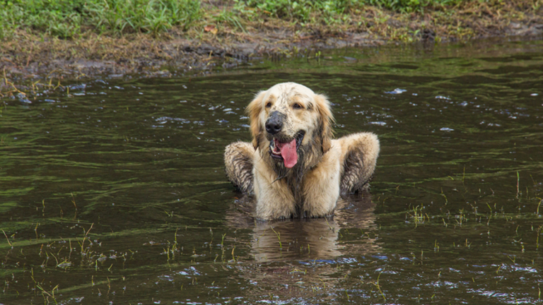 Man Humiliated By Shouting His Dog’s Name