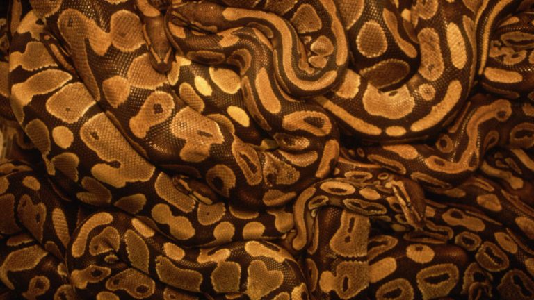 Man Stopped At Customs With 100 Live Snakes Down His Pants