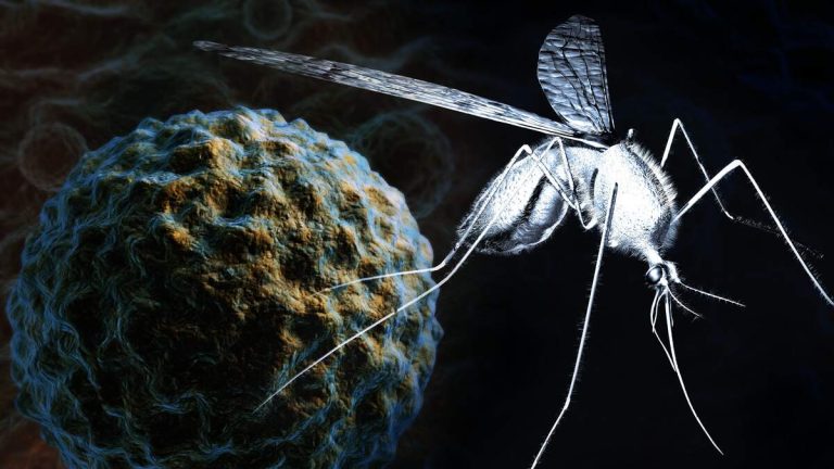 Mosquitoes Test Positive for West Nile Virus in San Gabriel Valley