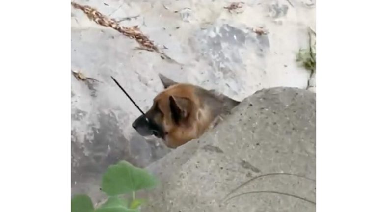 Reward Offered for Info on Dog Who Was Zip-Tied, Abandoned in Malibu Canyon