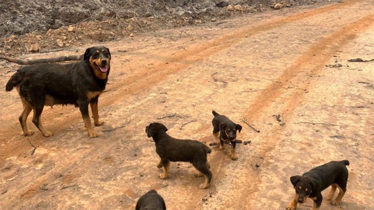 Search-And-Rescue Worker Runs 1.5 Miles To Rescue Puppies From Wildfire