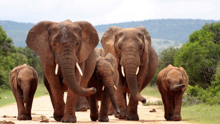 Tourist Trampled By Elephants After Leaving Car To Take Photographs