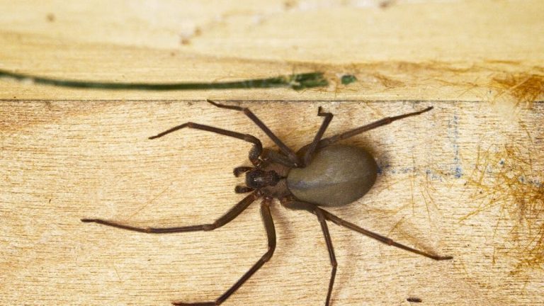 Woman Suffers Horrifying Injuries After Highly-Venomous Spiders Attack Her