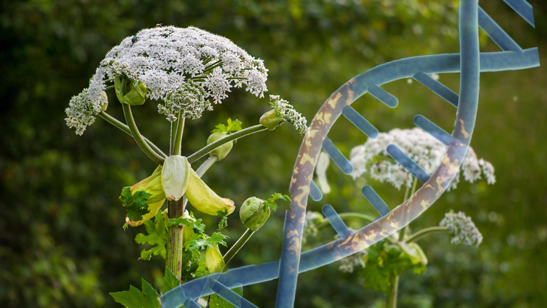 Backyard Plant That Can Alter DNA, Cause Severe Burns, Spreading Across US