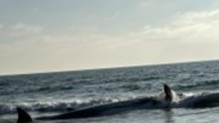 Crews Clear Dead Fin Whale from Torrance Beach