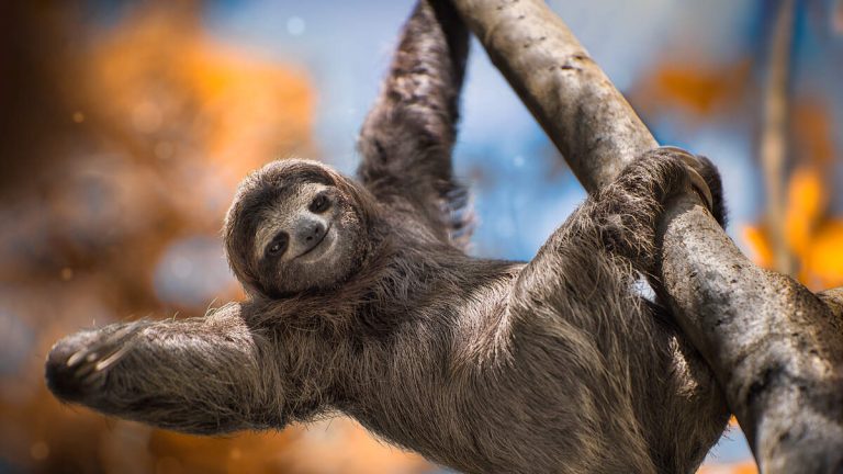 Deadly Sloth-Borne Virus Spreading Through Europe