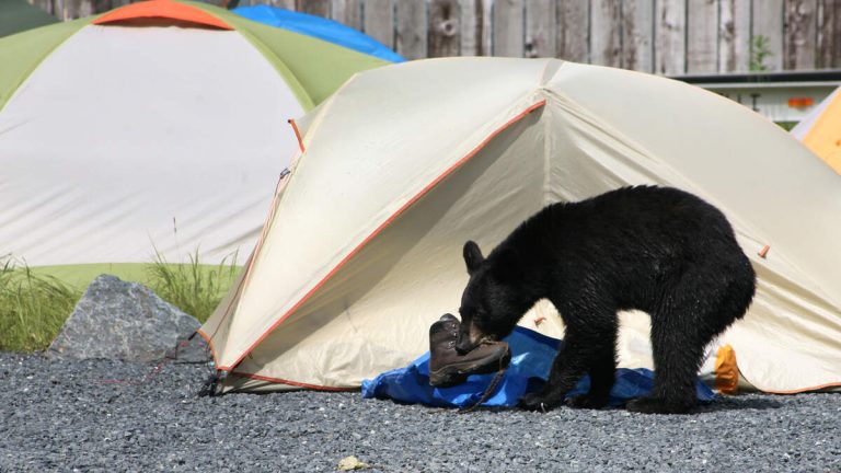 Three-Year-Old Girl Attacked In Tent By Black Bear