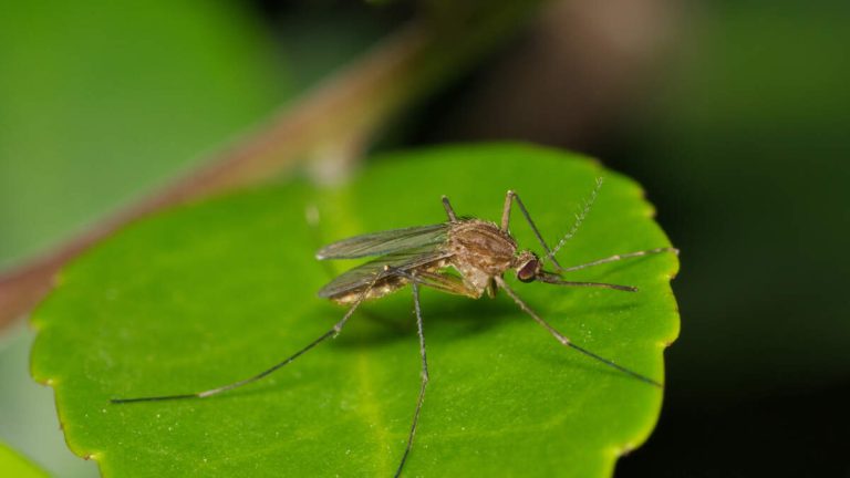 Town Sets Up Curfew At Parks, Fields To Battle Deadly Mosquito Virus