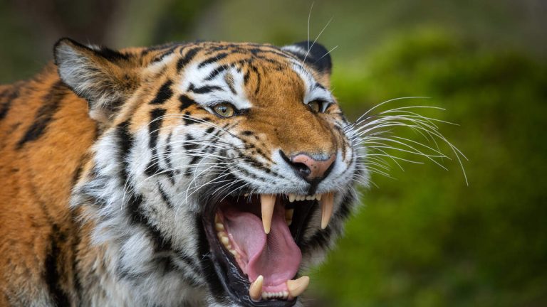 WATCH: Woman Nearly Bitten By Tiger After Sneaking Into Enclosure At Zoo