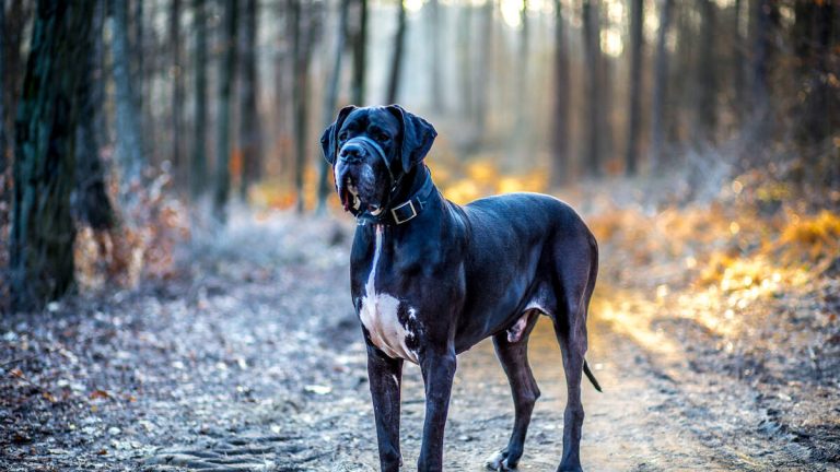 Wild Pack Of 25 Great Danes Mauls California Woman To Death