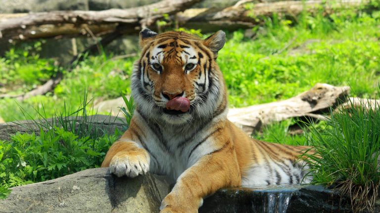 Woman Who Was Nearly Bit By Tiger At New Jersey Zoo Arrested