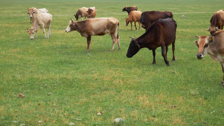 Anthrax Outbreak Kills Dozens Of Cows