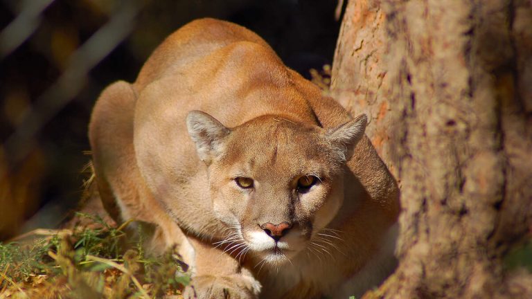 Boy Attacked by Mountain Lion at Malibu Creek State Park in Calabasas