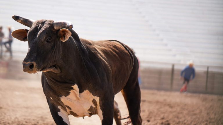 Eight Bulls Escape From Massachusetts Rodeo, One Bull Is Still On The Run