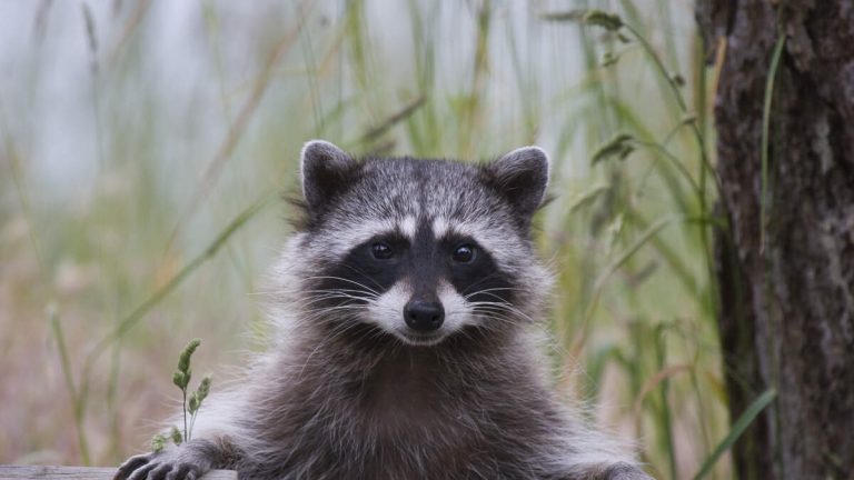 LA Health Officials Investigate 2 Human Infections of Raccoon Roundworm