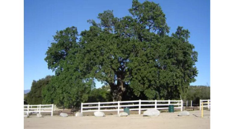 Old Glory Oak Tree in Santa Clarita Valley Gets Landmark Designation