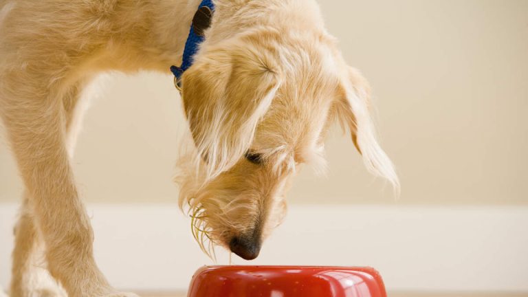 Pet Food Recalled Over Possible Salmonella, Listeria Contamination