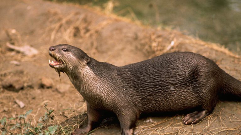 River Otter Attacks Boy At Marina, Drags Him Off Dock And Underwater