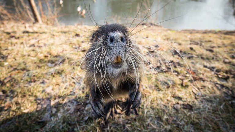 20-Pound Rat-Like Creatures With Orange Teeth Invading US