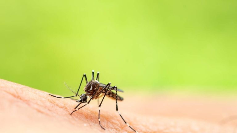 5th Locally Acquired Dengue Case Confirmed in LA County