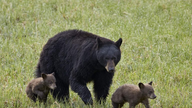 Black Bear And Three Cubs Attack Man After Breaking Into His Home