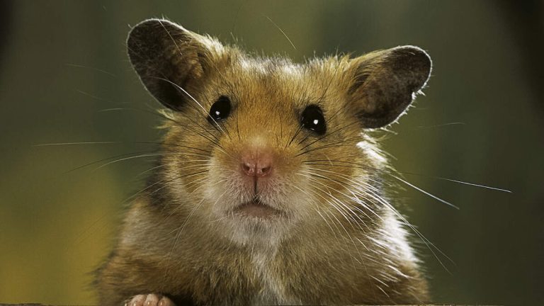 Mom Dies After Being Attacked By Pet Hamster