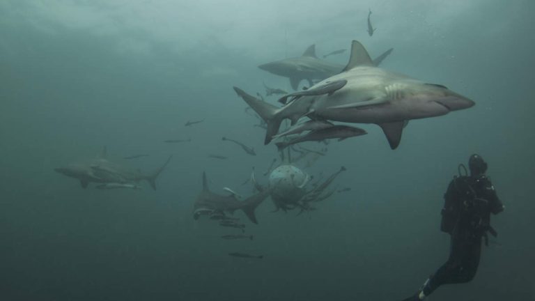 Remains Of Women Who Went Missing On Diving Trip Found In Stomach Of Shark