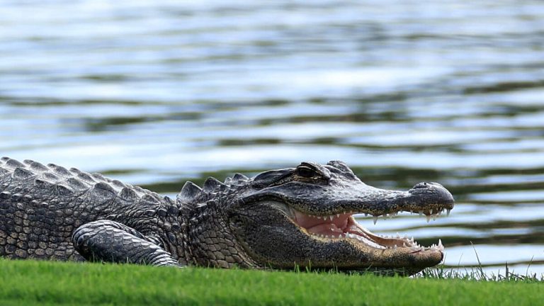 Video Shows Alligator Wandering On Florida Airport Tarmac