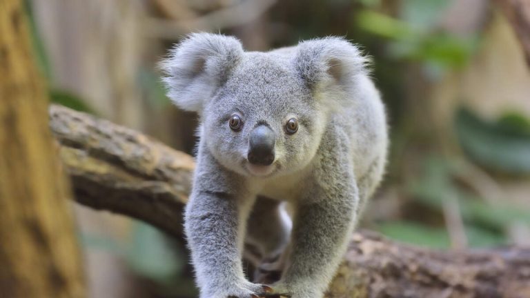 WATCH: Police Chase Koala Through Train Station