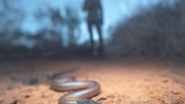 Woman Survived Two Weeks In The Wilderness After Getting Bit By Snake