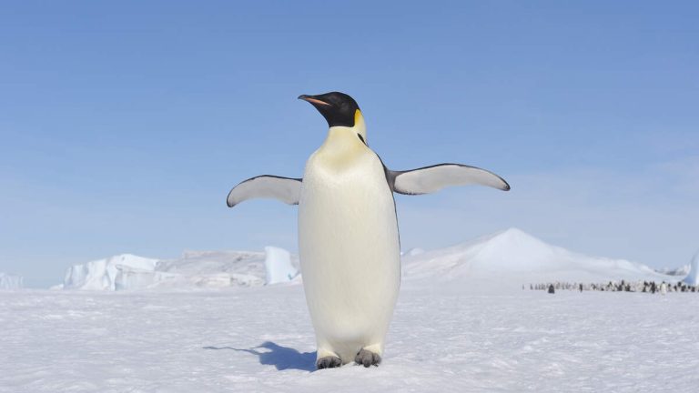 Emperor Penguin Swims Thousands Of Miles And Shows Up On Australian Beach