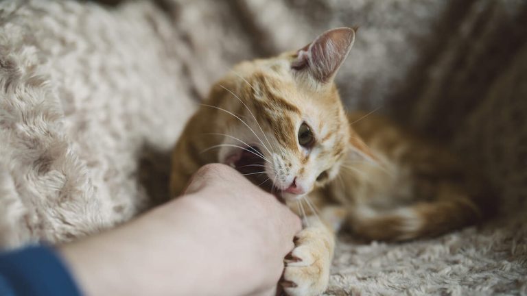 Man Dies After Being Scratched By Pet Cat