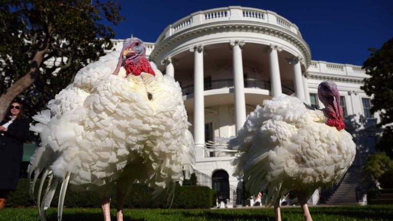President Biden Pardons Turkeys Peach And Blossom For Thanksgiving