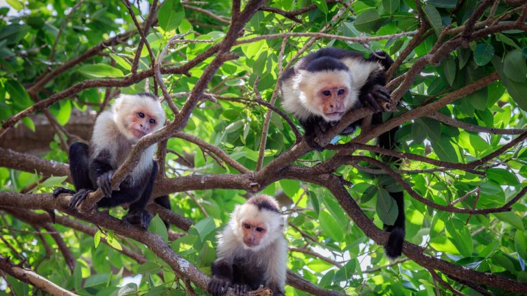 Residents Warned To Lock Doors After 40 Monkeys Escape Research Facility