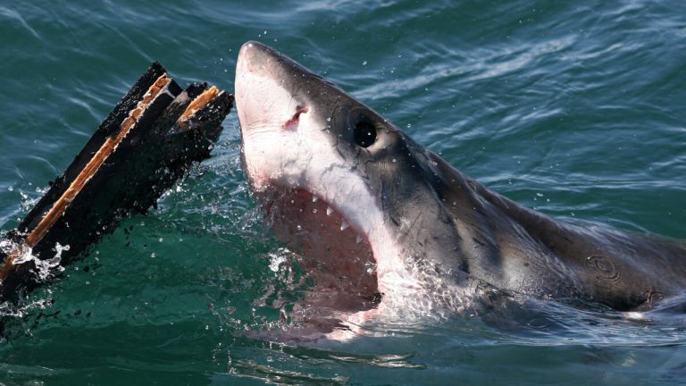 Shark ‘Completely Severs’ Leg Of Surfer Off Coast Of Hawaii