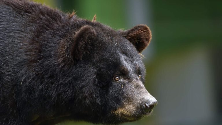 WATCH: Bear Smacks Woman In The Face While She’s Eating At Restaurant