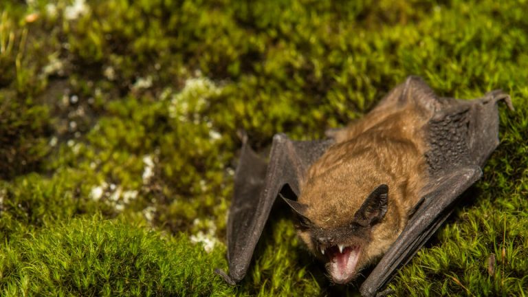 California Teacher Dies Of Rabies After Animal Bites Her In Classroom