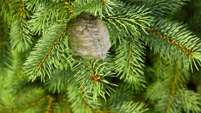 If You See A Brown Clump On Your Christmas Tree, Get Rid Of It Immediately