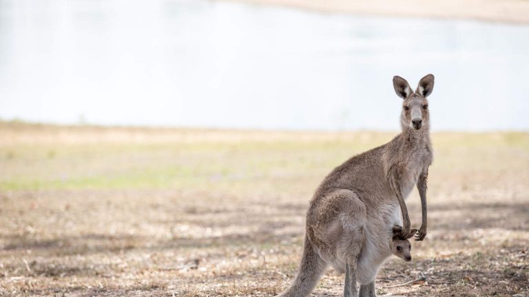 Kangaroo On The Loose In Texas After Jumping Over Fence