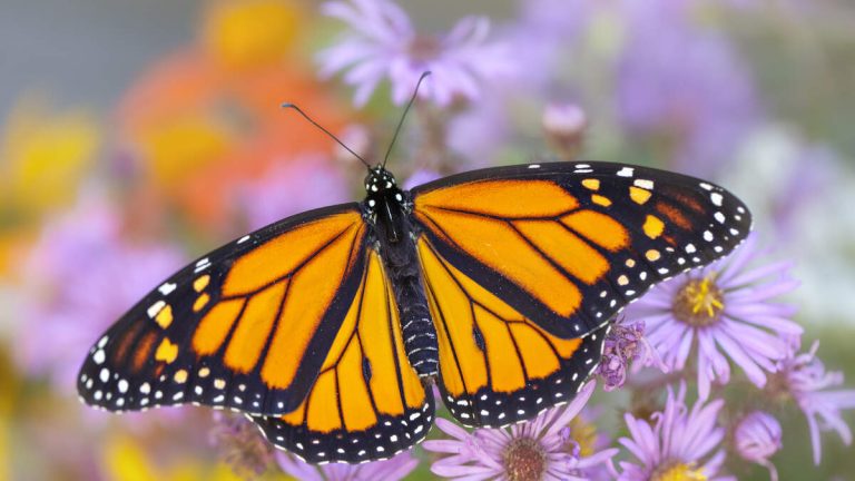 Monarch Butterflies Could Soon Be Added To Threatened Species List