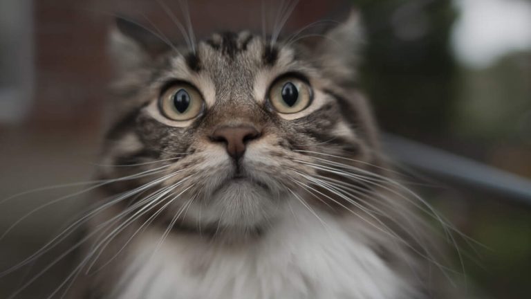 Cat Gets Left Behind On Plane, Ends Up Taking 3 Trips Before Returning Home