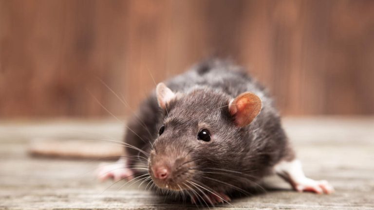 ‘Drug-Addicted Rats’ Invade Houston Police Department’s Evidence Room