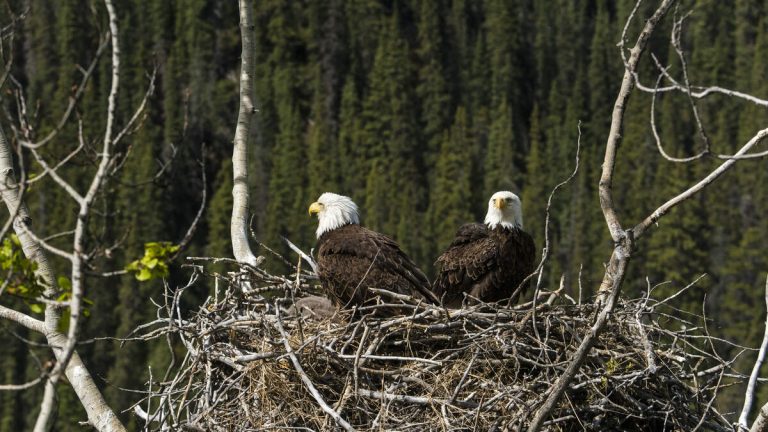Pip Watch 2025 Begins for Big Bear Bald Eagles