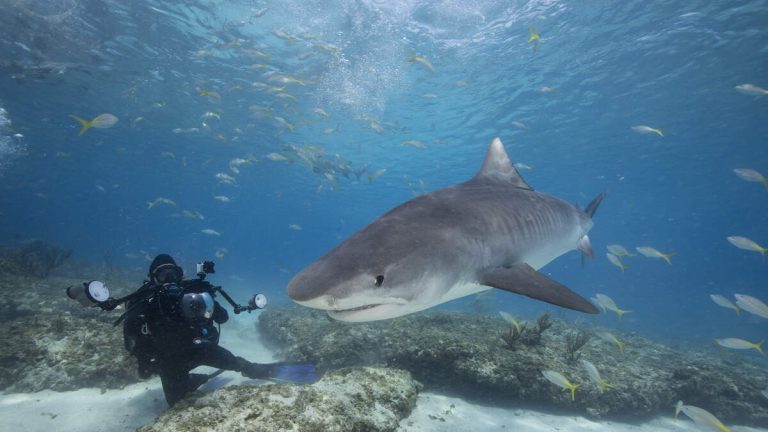 Terrifying Video Filmed Inside Shark’s Mouth After It Eats Diver’s Camera